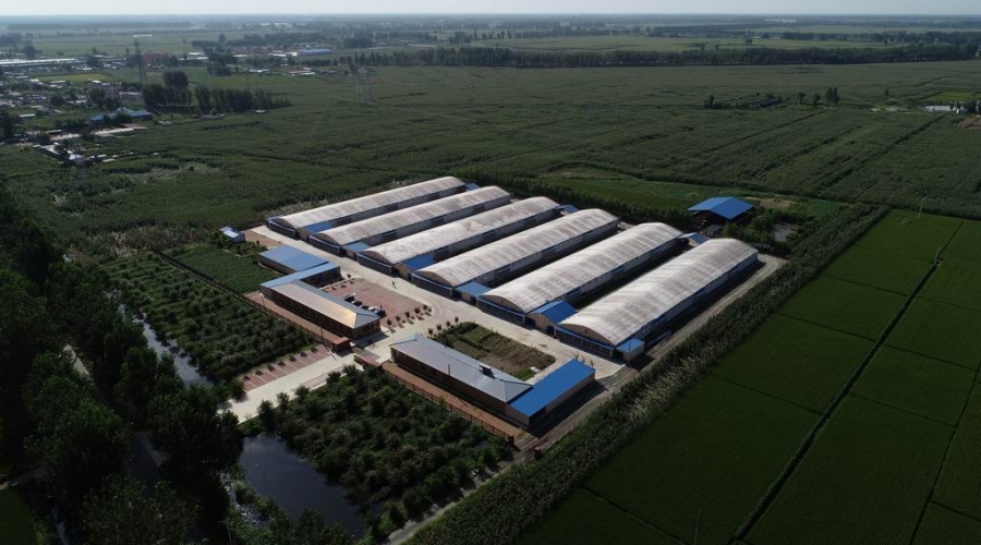 臺安縣九股河農(nóng)業(yè)發(fā)展有限公司養(yǎng)殖部